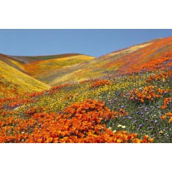 Valley Of Flower National Park Trek 6N/7D